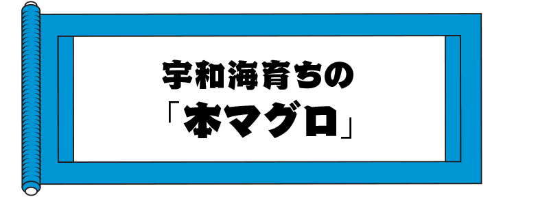 宇和海育ちの「本マグロ」